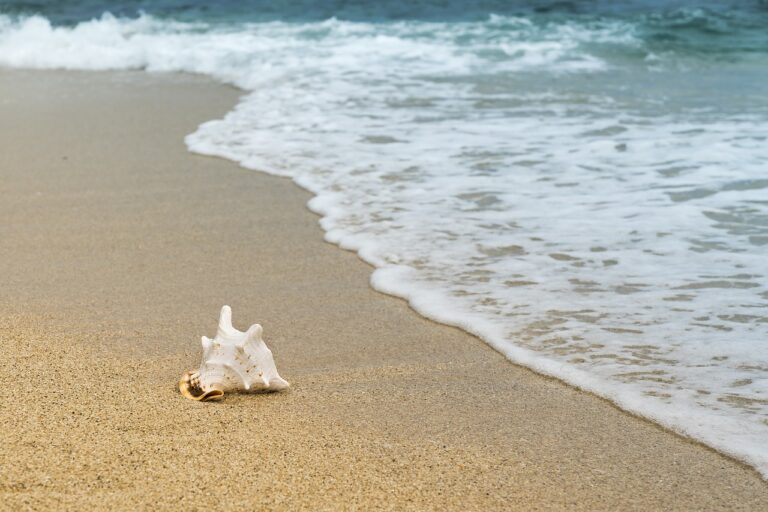 Een schelp op de vloedlijn van het strand